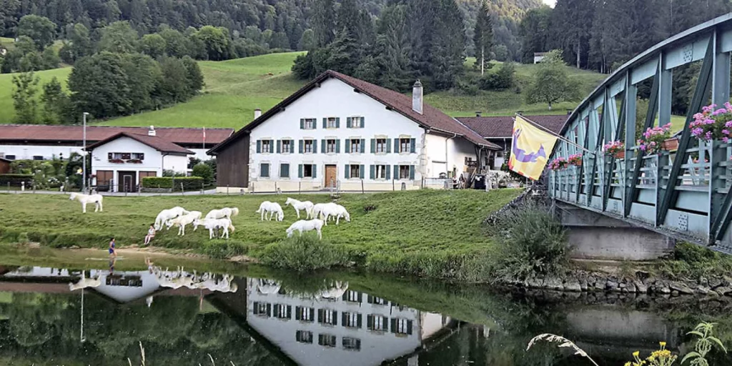 Un groupe de chevaux blancs devant la ferme du bout du Pont à Soubey.